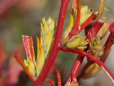 corispermum leptopterum detail