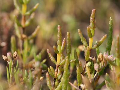 salicornia europaea