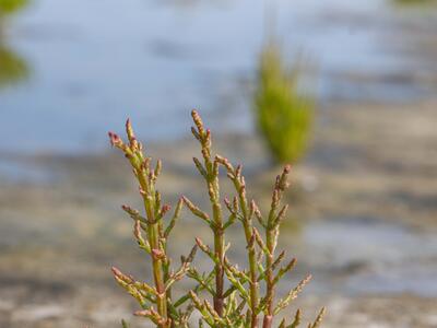 salicornia europaea ssp brachystachya
