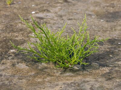 salicornia europaea ssp brachystachya habitus