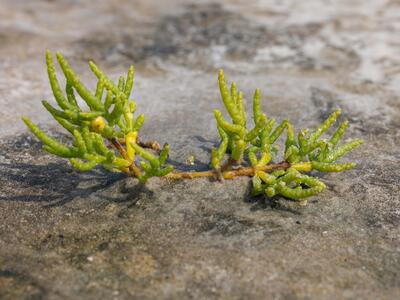 salicornia europaea ssp europaea