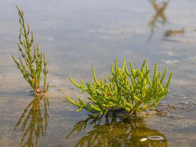 salicornia europaea ssp europaea habitus