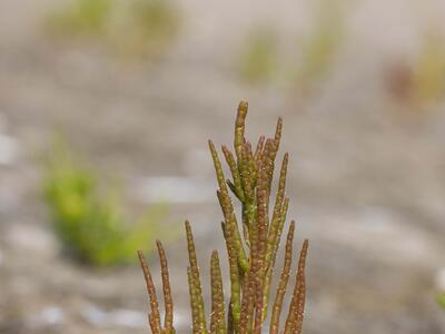 salicornia procumbens