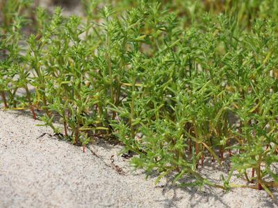 salsola kali ssp iberica