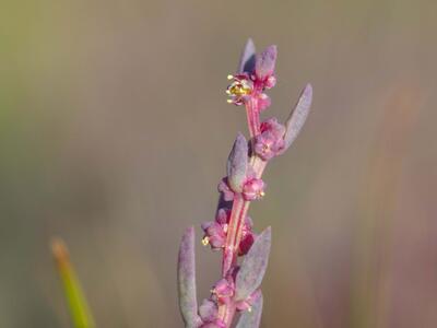 suaeda maritima detail