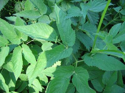 aegopodium podagraria blatt