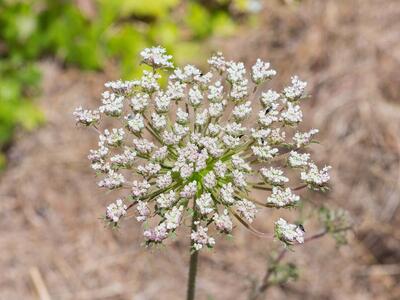 ammi visnaga detail