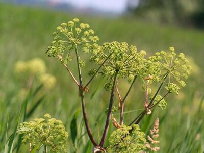 angelica archangelica ssp litoralis