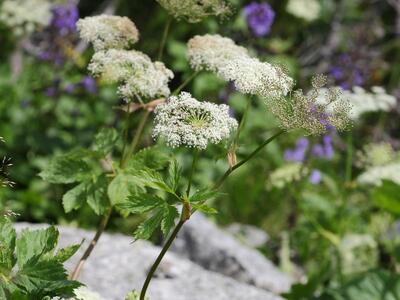 angelica sylvestris ssp montana