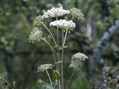 angelica sylvestris ssp sylvestris