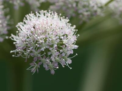 angelica sylvestris ssp sylvestris detail