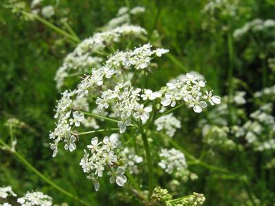 anthriscus sylvestris