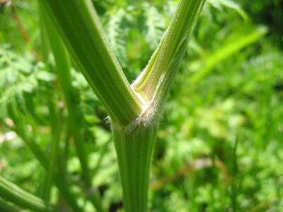 anthriscus sylvestris scheide