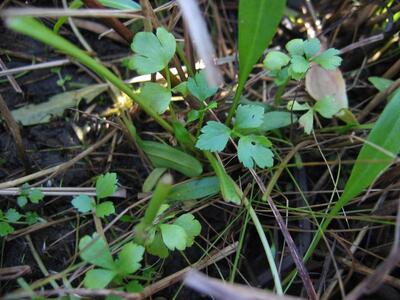 apium graveolens