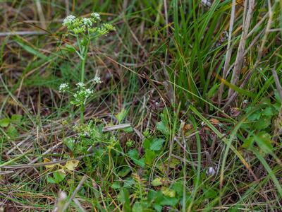 apium graveolens bluete