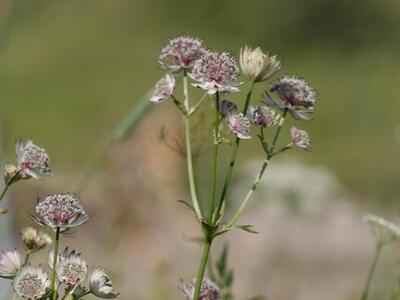 astrantia major