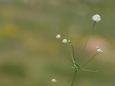 astrantia minor