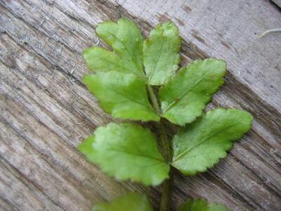 berula erecta blatt