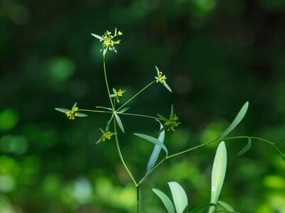 bupleurum falcatum