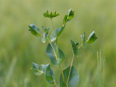 bupleurum rotundifolium