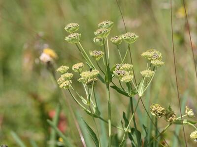 bupleurum stellatum