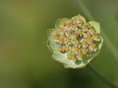 bupleurum stellatum detail