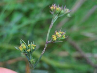 bupleurum tenuissimum