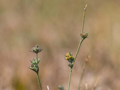 bupleurum tenuissimum habitus