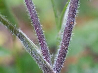 chaeorophyllum temulum blattscheide