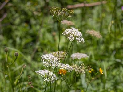 chaerophyllum aureum