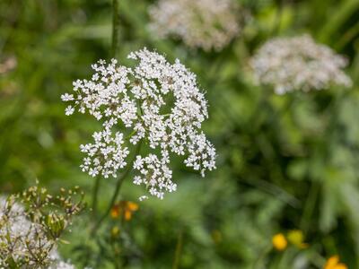 chaerophyllum aureum bluete