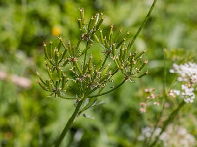 chaerophyllum aureum frucht