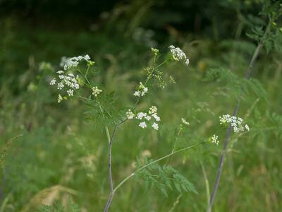 chaerophyllum bulbosum