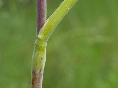 chaerophyllum bulbosum blattscheide