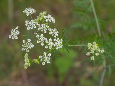 chaerophyllum bulbosum bluete