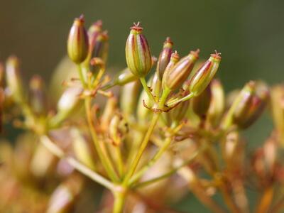 chaerophyllum bulbosum frucht
