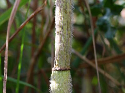 chaerophyllum bulbosum stammhaare