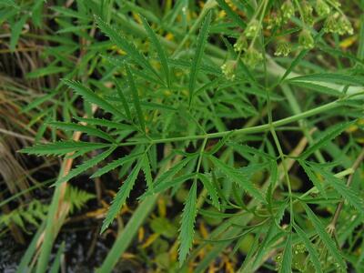 cicuta virosa blatt