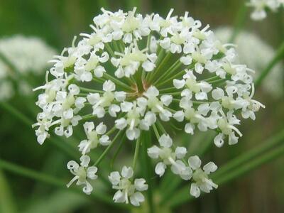 cicuta virosa detail