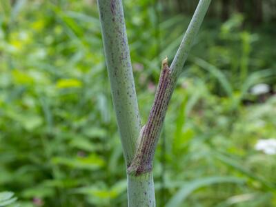 conium maculatum scheide