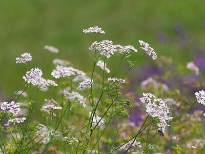 coriandrum sativum