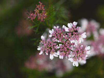 coriandrum sativum bluete