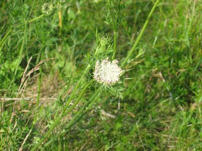 daucus carota