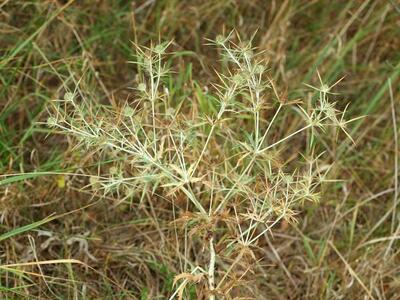 eryngium campestre