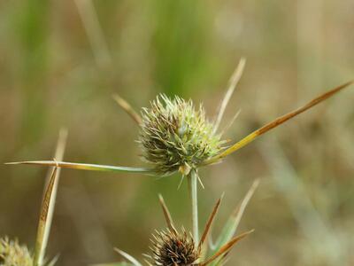 eryngium campestre detail