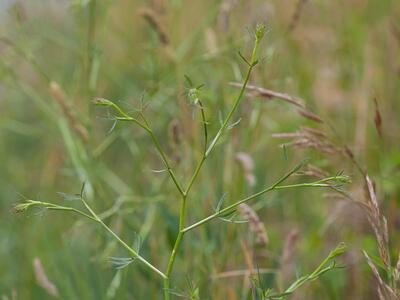 falcaria vulgaris