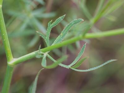 falcaria vulgaris blatt