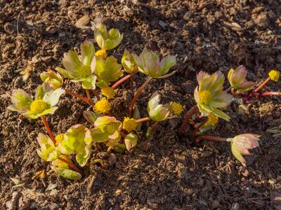 hacquetia epipactis 1