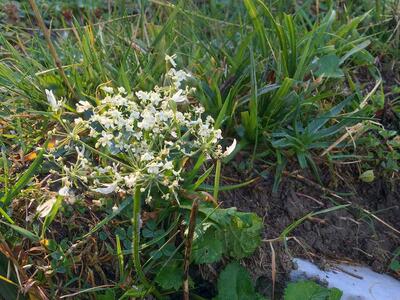 heracleum austriacum