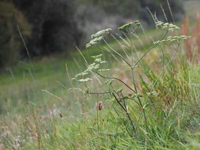 heracleum sphondylium ssp sibiricum